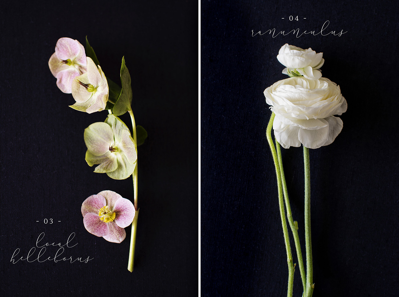 Helleborus | Ranunculus Flower flat lay