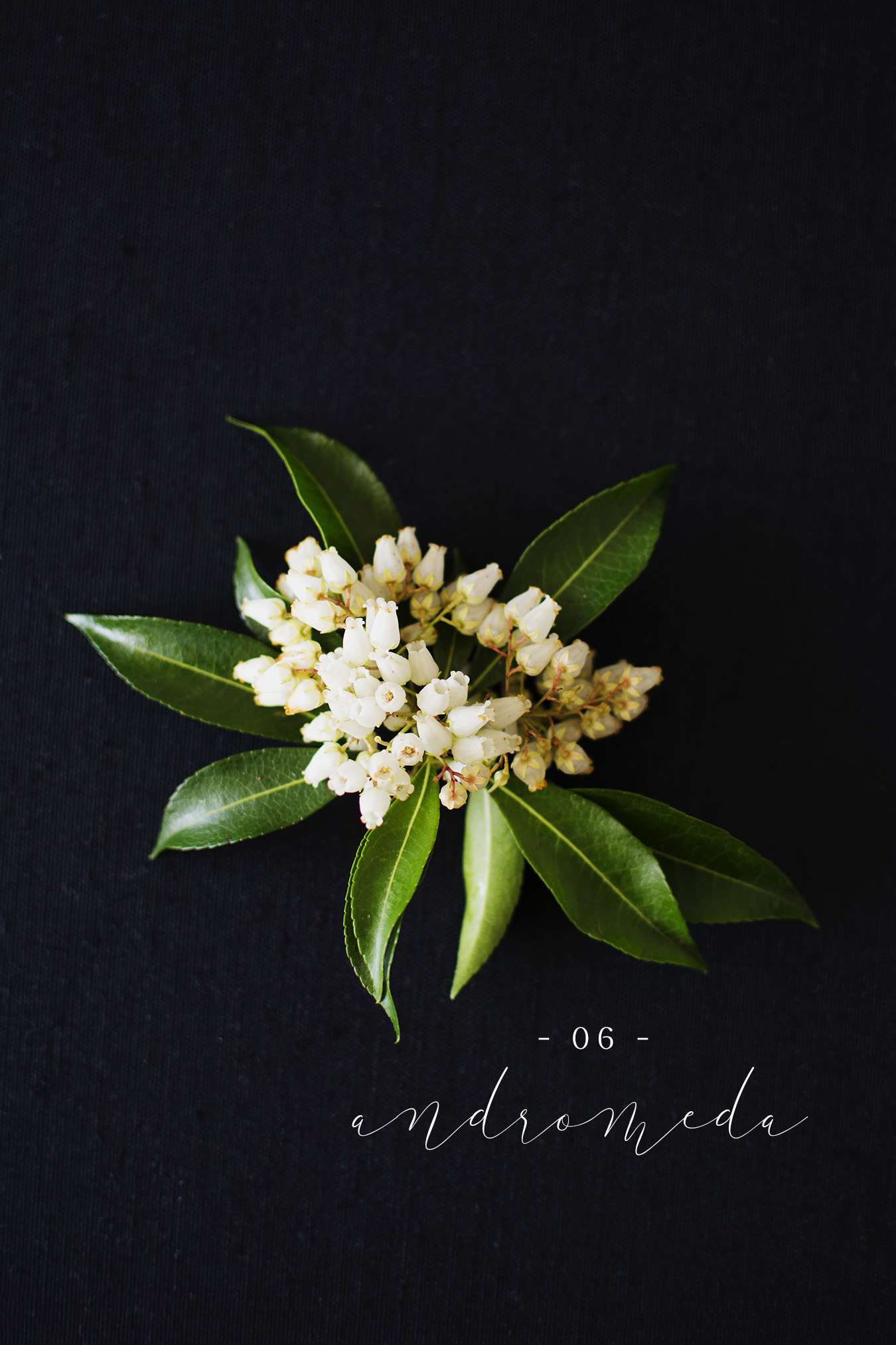 Andromeda Flower flat lay