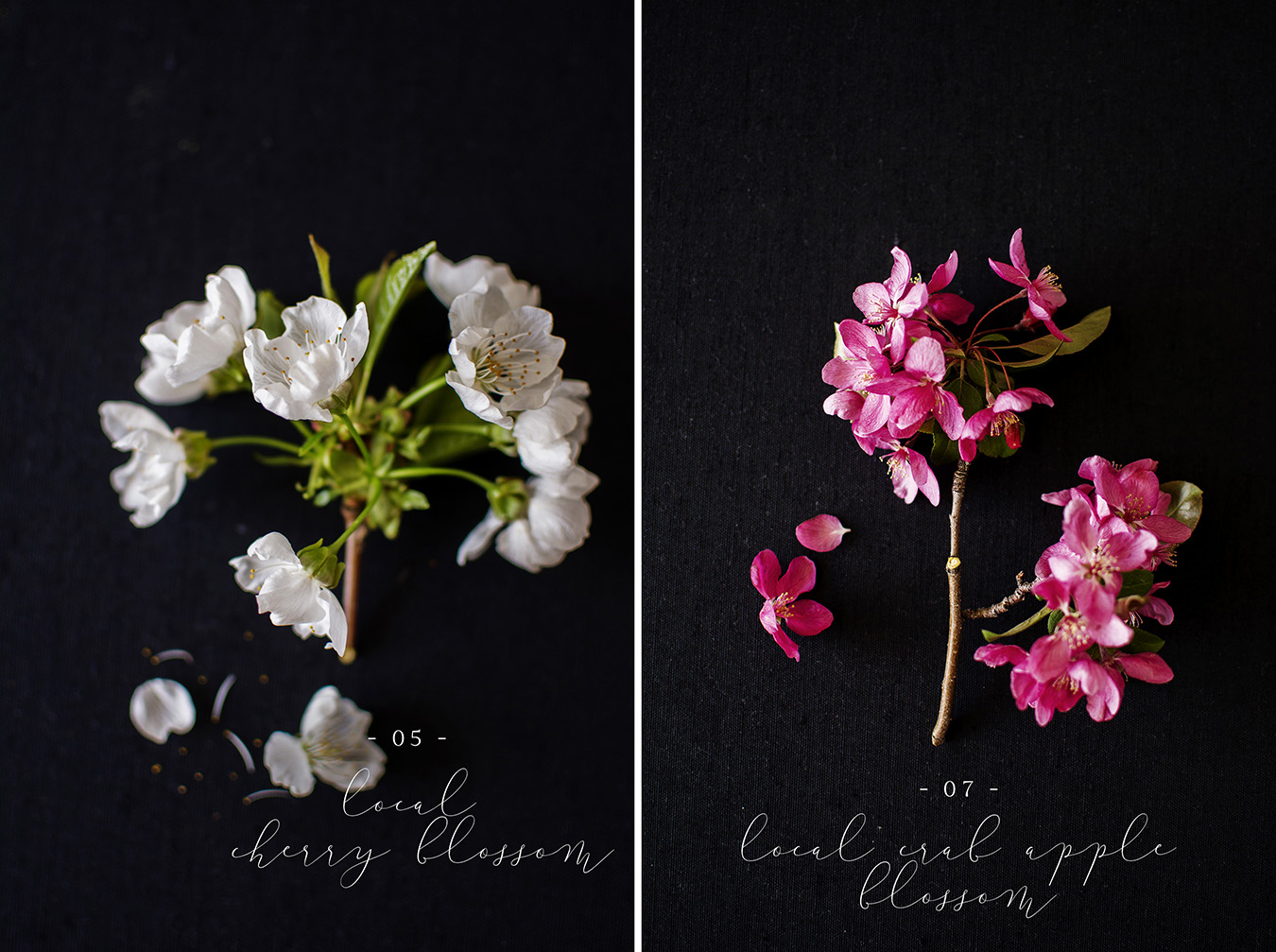 Cherry blossom | crab apple blossom Flower flat lay